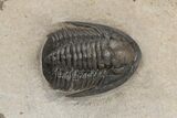 Dalejeproetus Trilobite - Uncommon Moroccan Proetid #221222-1